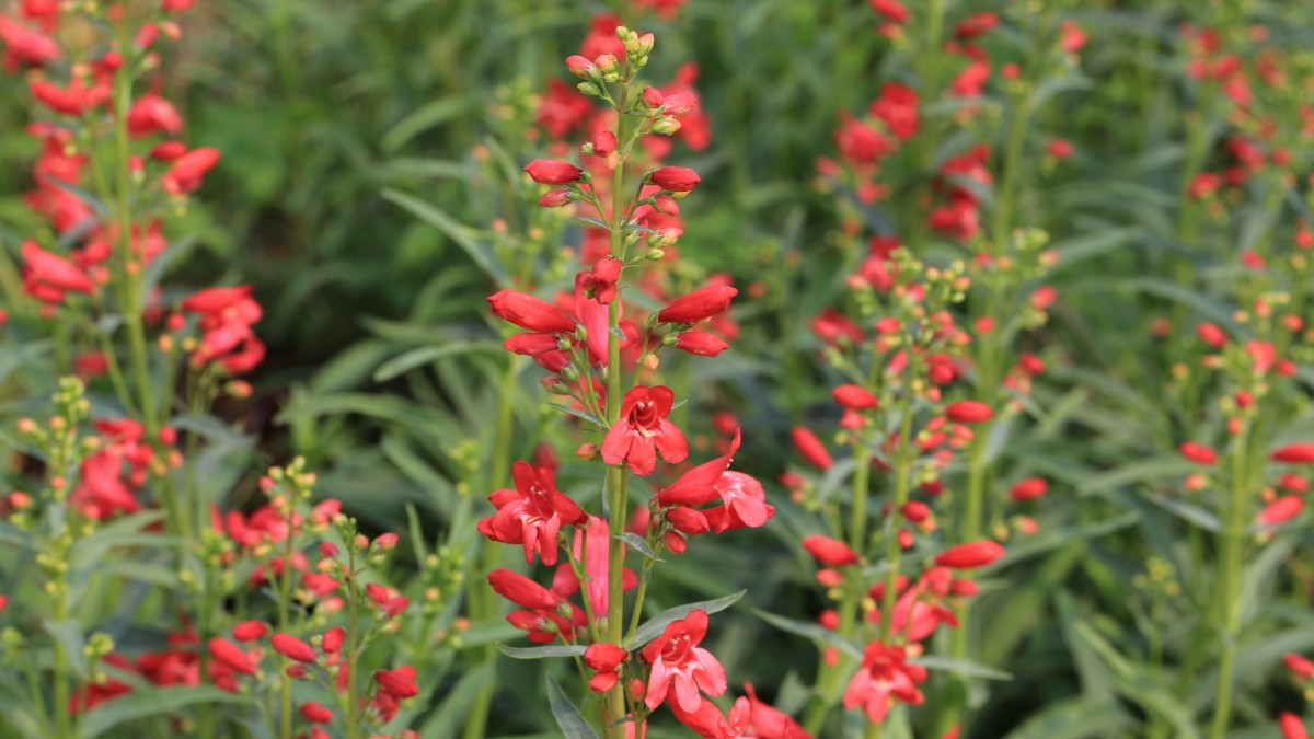 red beardtongues, penstemons